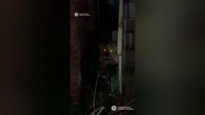 Львы гуляют по улицам в украинском Хмельницком — это не нейросеть и не кадры из Джуманджи