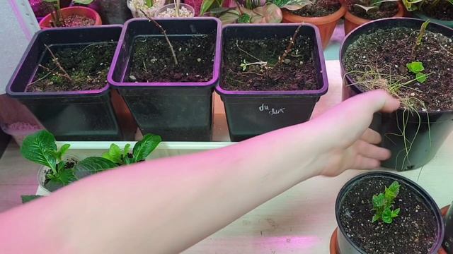 размножение гортензий зимой. с чего всё начинается смотреть онлайн