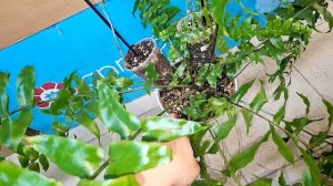 Папоротники. Плюсы и минусы выращивания. Обзор на часть моей коллекции папоротников. 16.11.2025г.