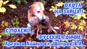 ОХОТА НА ЗАЙЦА ! РУССКИЕ ГОНЧИЕ Аргон и Лайма вл. Шатров В.А.#охотасгончей#собака #жив#топ #hunting