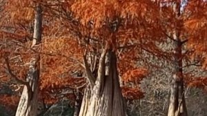 Кипарисы осенью 15.11.2025 Анапа