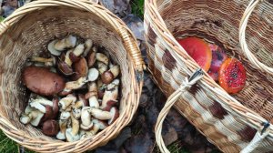 по грибы #10 польский белый гриб. поиск и сбор грибов в Воронеже