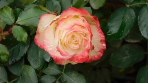 13=11=2025  уни  ПВН  (99)