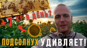 +7кг в день?! Медосбор с подсолнуха 2025