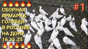 🔥🔥🔥 16.11.25 Сборная ярмарка голубей в Ростове на Дону. Часть 1. Птичий рынок. Pigeons Fair.