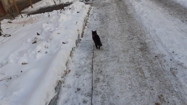 Небольшая прогулка.