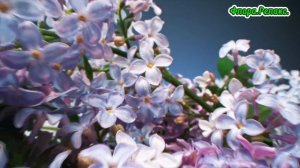 Цветы.Релакс.