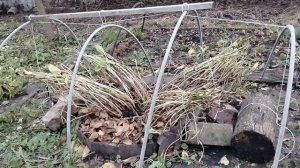 Укрытие гортензии крупнолистной 14.11.25.