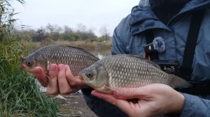 Тут есть КАРАСИ даже в ноябре!! Рыбалка на ФИДЕР в Краснодарском крае!