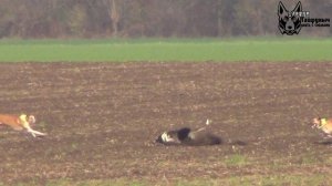 Охота на зайца с собаками сезон 2025-2026 г, (18часть)