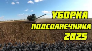Уборка подсолнечника 2025!  Где урожай!