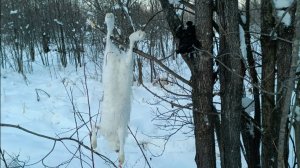 Охота на зайца 16.11.2025