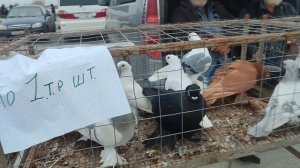 ярмарка голубей Славянск на Кубани 16.11.2025