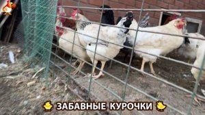Забавные курочки несушки на сельском подворье 🤗😂😜 (22)