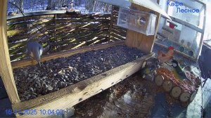 🔴LIVE Кормушка в лесу онлайн "Кафе Лесное" #Relaxing #природа #звуки леса #ноябрь