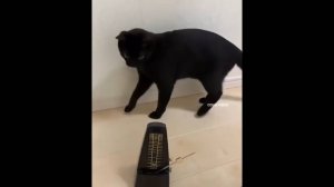 #смешныевидео -204