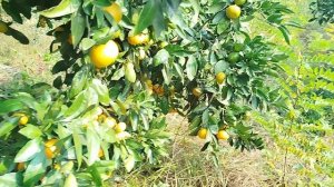 мандариновый сад в лесу