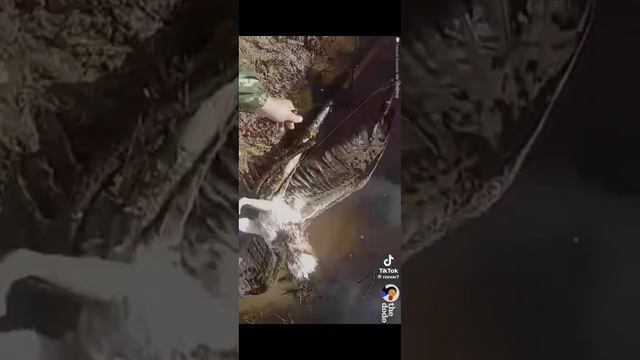 Спасение Орла