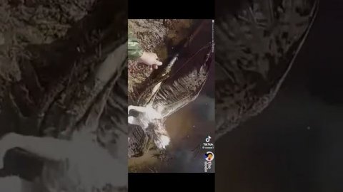 Спасение Орла