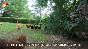 Куриная рутина – что делают куры на выгуле 😂 эпизод (58)