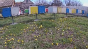 Поперло!!! Зацвел Абрикос