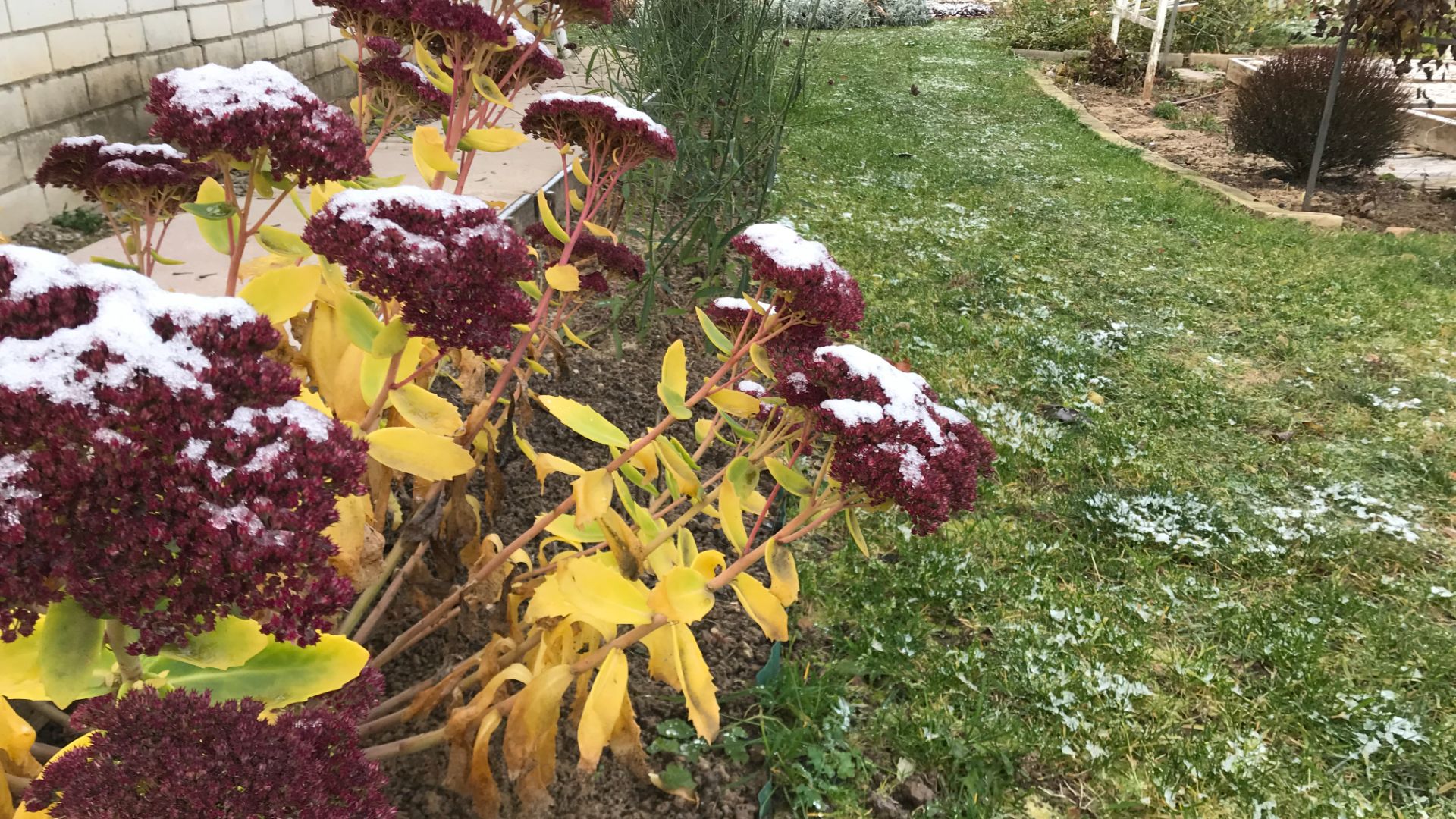 Укрываем виноград и розы. Дачный сезон закрыт! 16.11.25г. смотреть онлайн