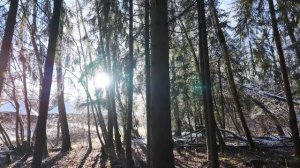 Dreaming - Dreams for the Past