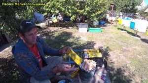 Обработка пчел от клеща полосками Варофлу