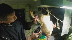 Перосъёмная насадка на дрель Уралмастер и электрический пинцет для удаления птичьих перьев.Ру