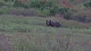 Один медведь - передо мной, другой - сзади...!