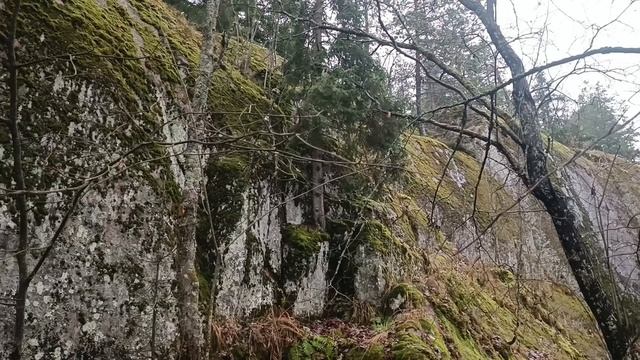 В гостях у Лешего в Монрепо