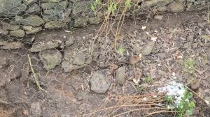 Нашествие водяных крыс или тайный бич мещёрских сумрачных вод