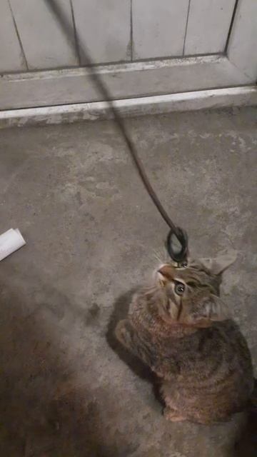 fun with cats#shorts смотреть онлайн