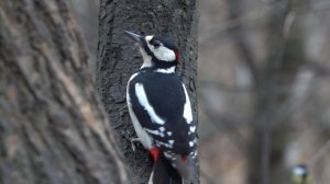 Белки и немного о дятле. Зарисовка