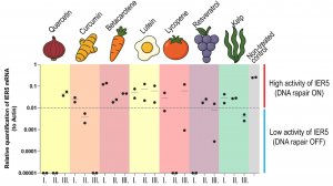 Ваша еда - защита ДНК: значение для радиозащиты и здорового старения