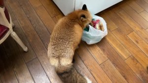 Лиса-Алиса. Лиса должна проверить все пакеты и громкая игрушка Игниса