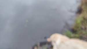 Поиск вкусняшки в воде VID_20251112_100151