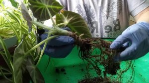 Что делать с переросшей Алоказией?