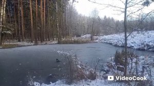 Лёд на пруду. 16.11.2025 г.