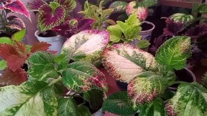 пересадка цветов в квартире