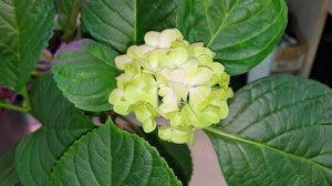 просто цветение крупнолистной гортензии