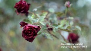 #Анапа Ореховая роща🌞 блогер Альбатрос, 16 ноября 2025 года