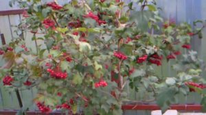 16.9.2016г.   АРХИВ!!!    Лечение Гипертонии КАЛИНОЙ!!!👍👍👍