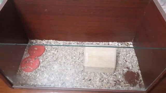 Купили хомячка сделали клетку и домик смотреть онлайн