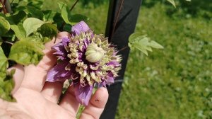 Клематис Тайга в нашем саду на даче 2025