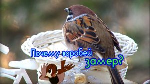 Почему воробей замер