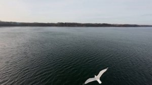 Albatross🦤leads🛸a Drone💫over🌄the🪼ocean🌊— Watch⏱️to the🦤End!