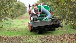 В Ирафском районе выращивают орехи