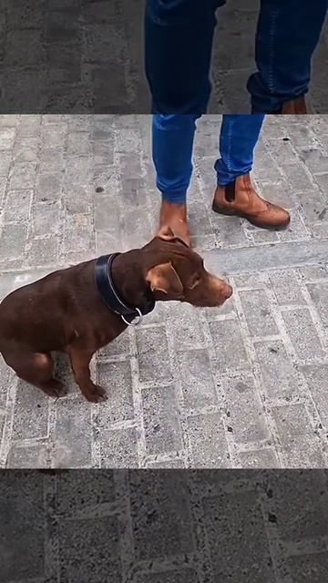 Охота на крыс в городских условиях