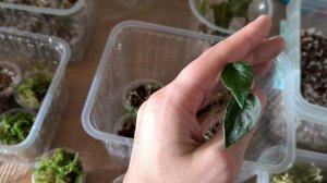 смотрим клоников и другие пересадки